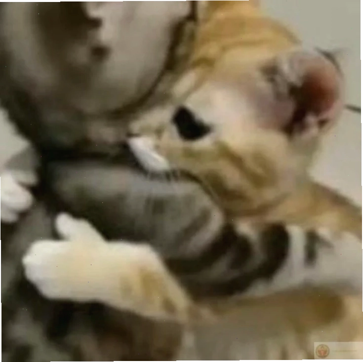 meme ôm đầu