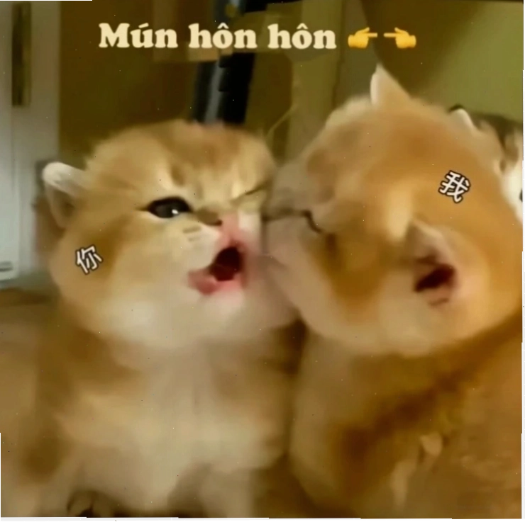 meme ôm nhau dịu dàng