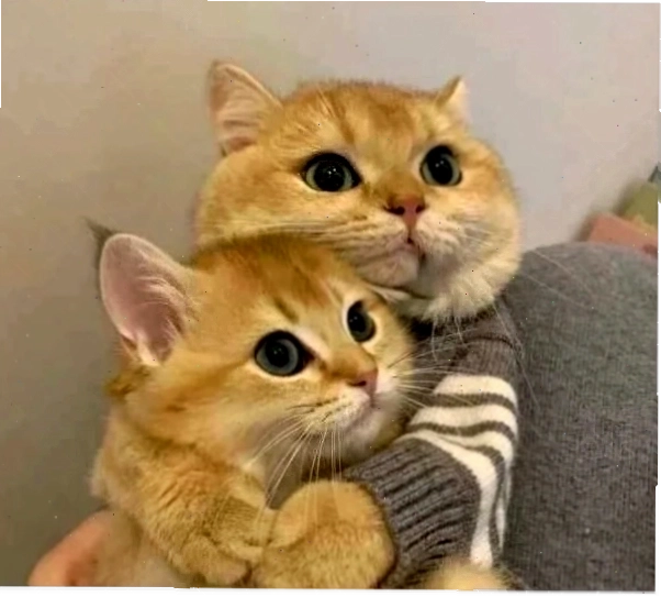 meme ôm nhau lầy lội