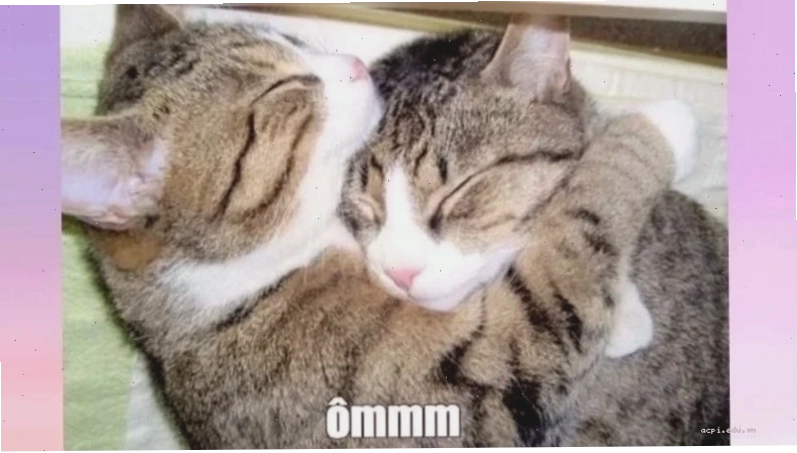 meme ôm nhau rạng rỡ