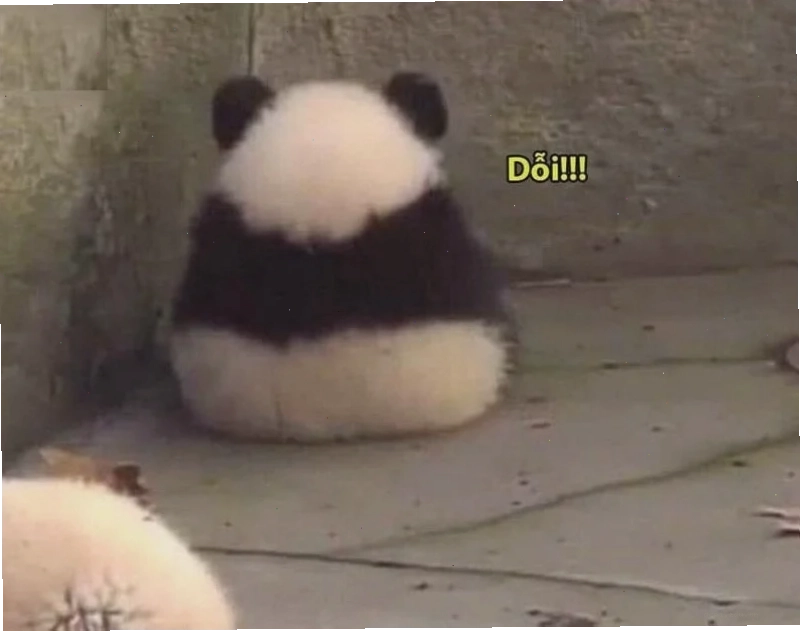 meme panda trung quốc nhiều tiền