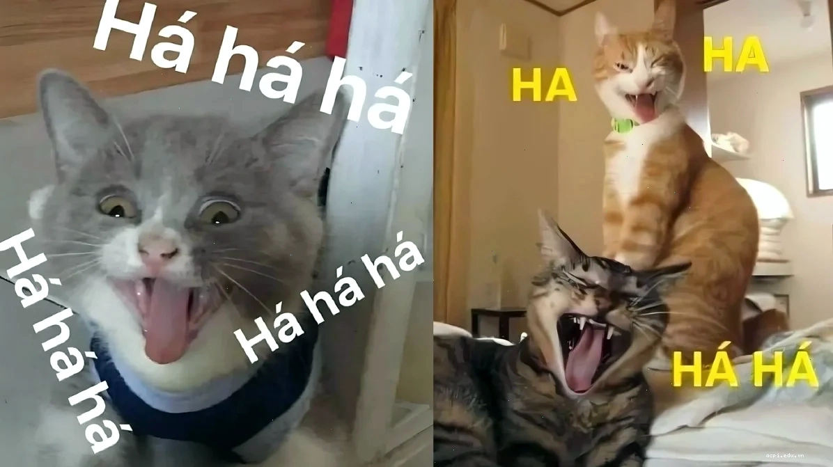 meme phấn khích lan tỏa
