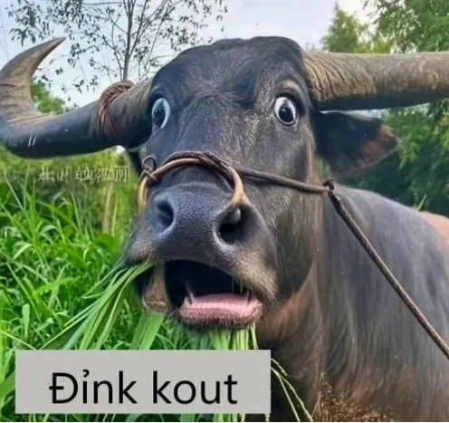 meme phấn khởi lầy