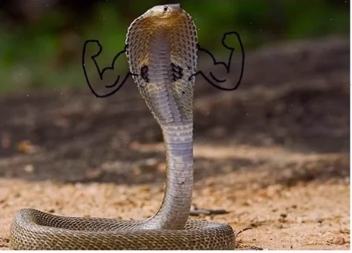 meme rắn châm chọc