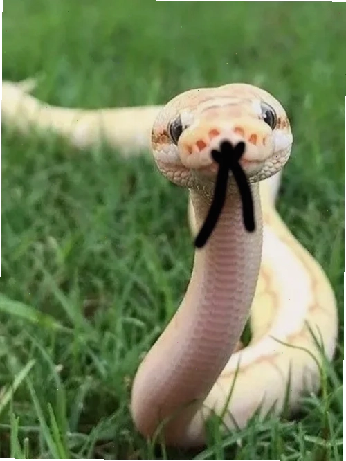 meme rắn cười