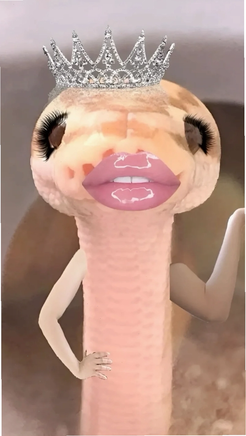 meme rắn cười gian