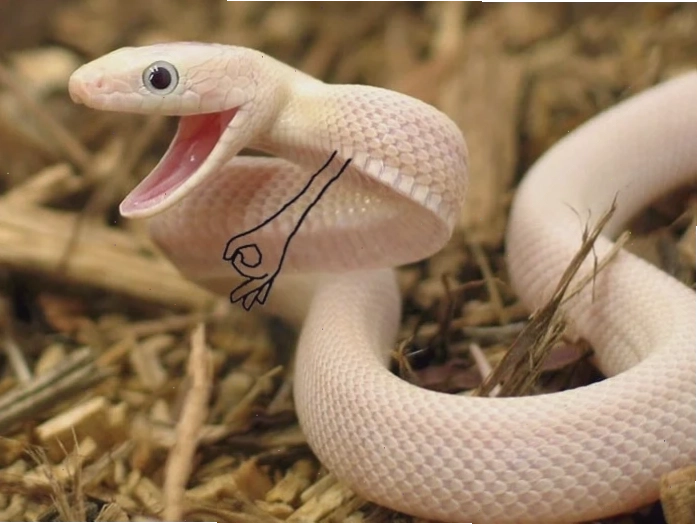 meme rắn cute