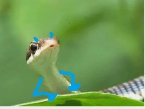 meme rắn đối đáp