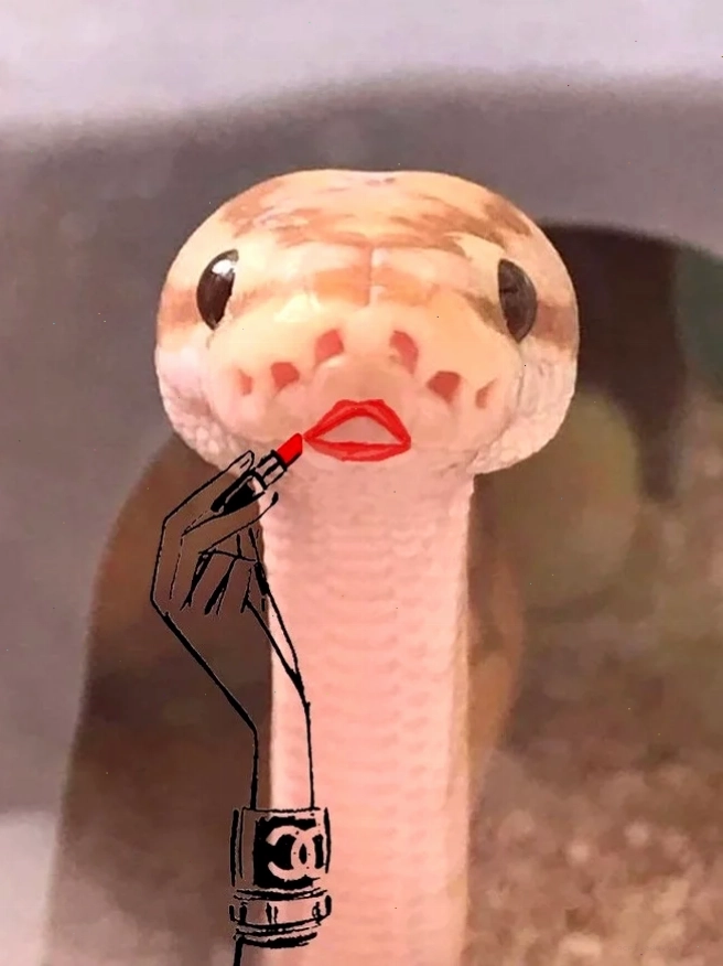 meme rắn hổ mang