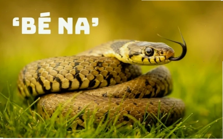 meme rắn hổ mang trắng