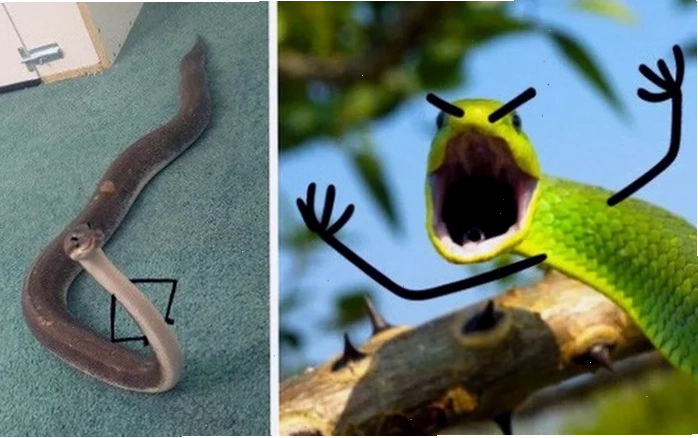 meme rắn mỉa mai