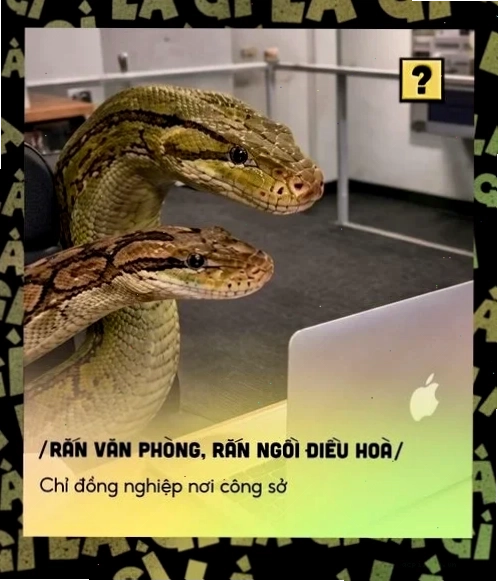 meme rắn vàng lè lưỡi
