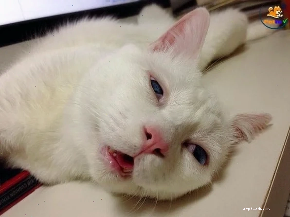 meme say xe lầy lội