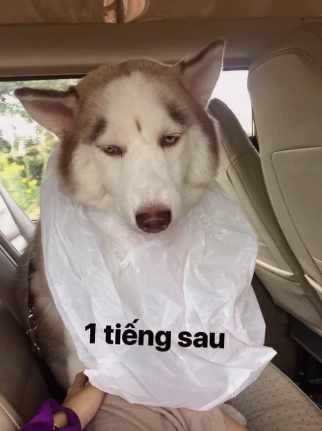 meme say xe quá hài hước