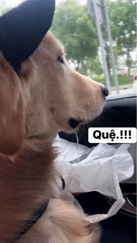 meme say xe quá lầy