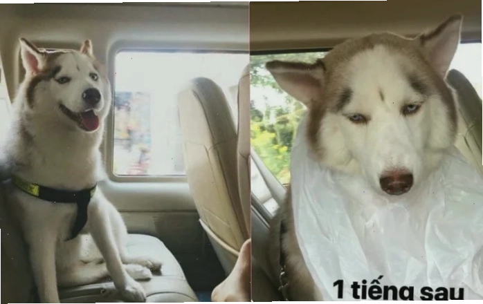 meme say xe vui nhộn