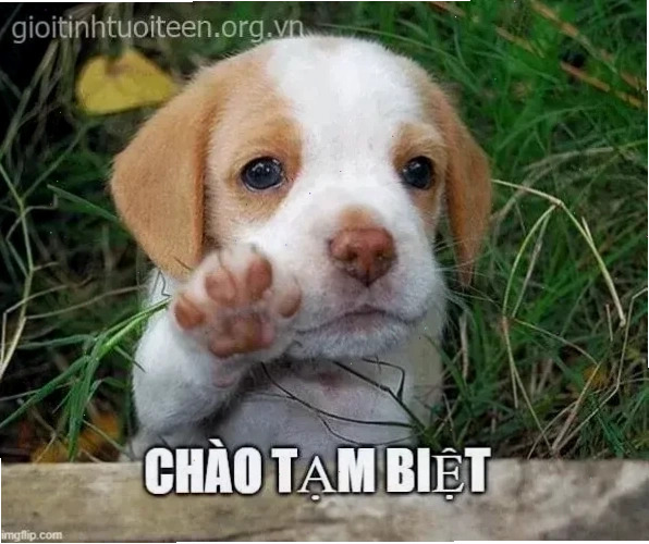 meme tạm biệt đi ngủ cute