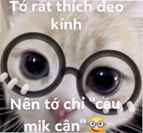meme tán gấu