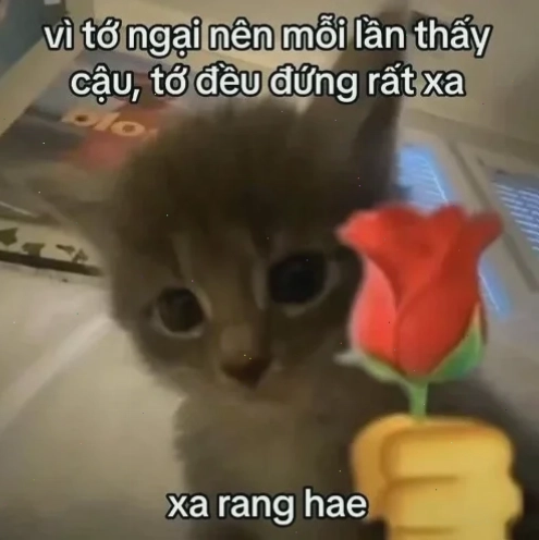 meme tán lầy