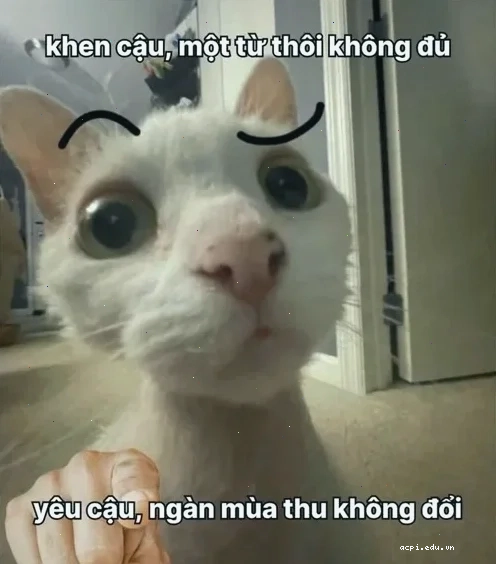 meme tán lầy