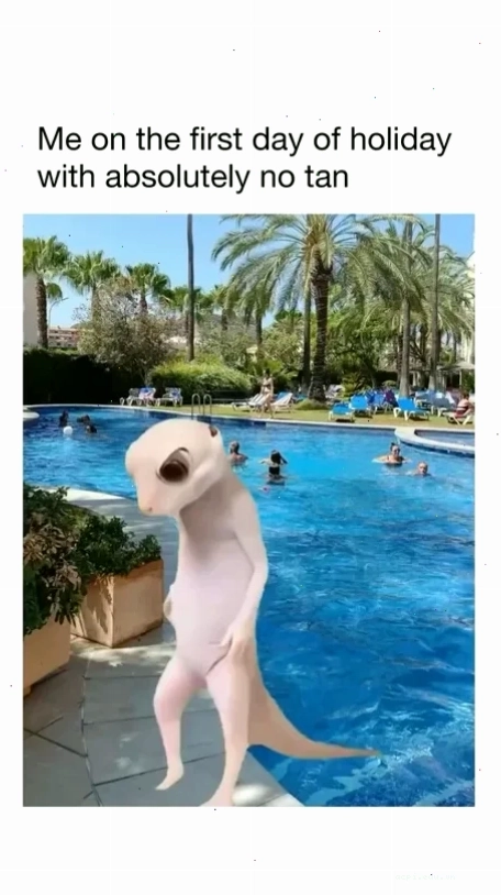 meme tán mèo