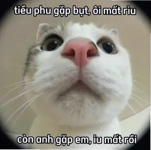 meme tán yêu