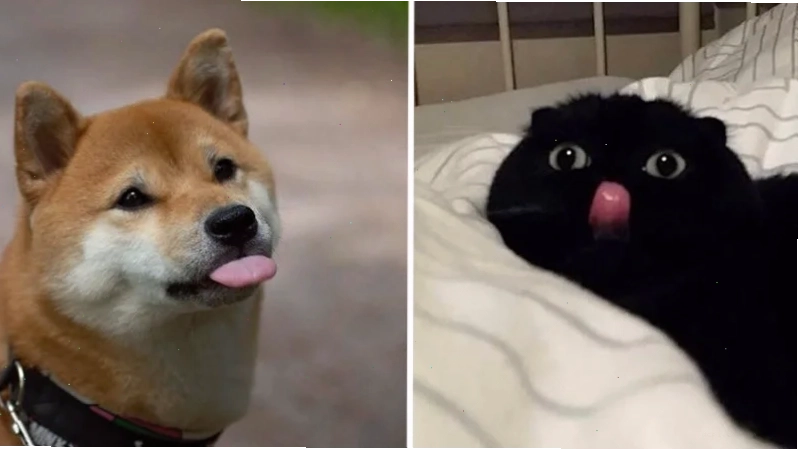 meme thèm thuồng mlem