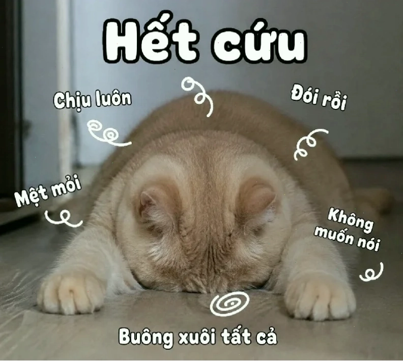meme thi cử ngủ