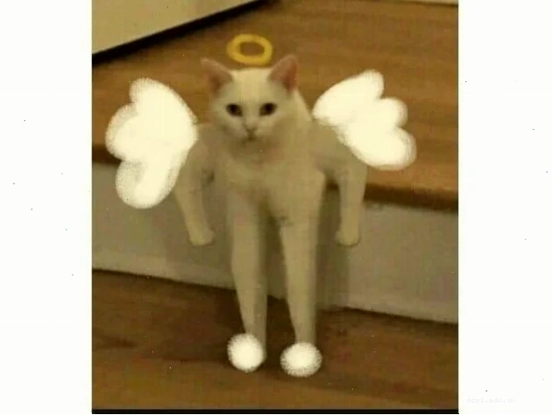 meme thiên thần vui nhộn