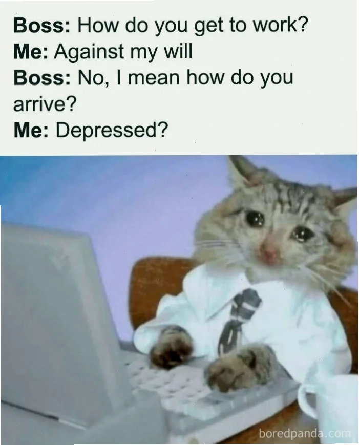 Meme thỏ