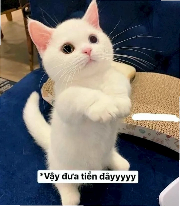 meme tiền đâu meme buồn