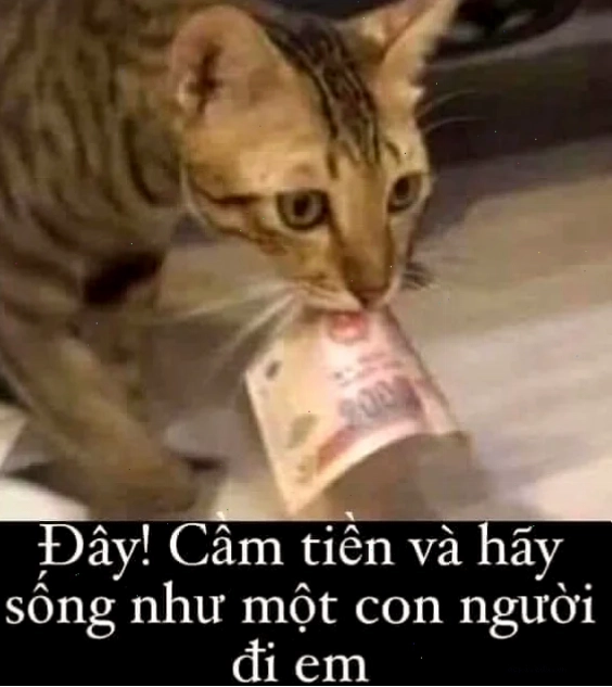meme tiền đâu meme thực tế