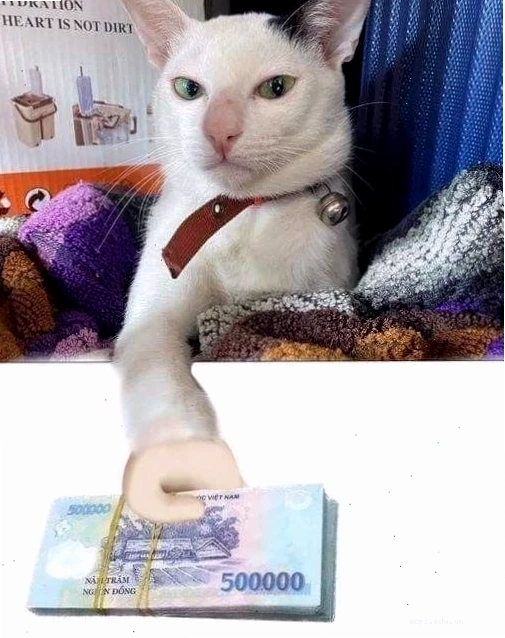 meme tiền nè cool