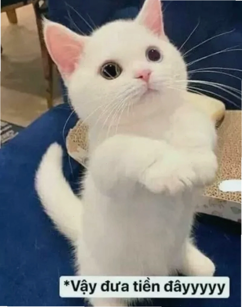 meme tiền nè mệt