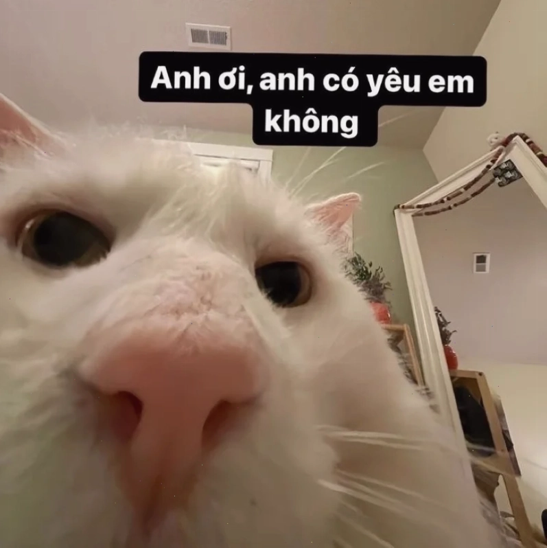 meme tình yêu cặp đôi