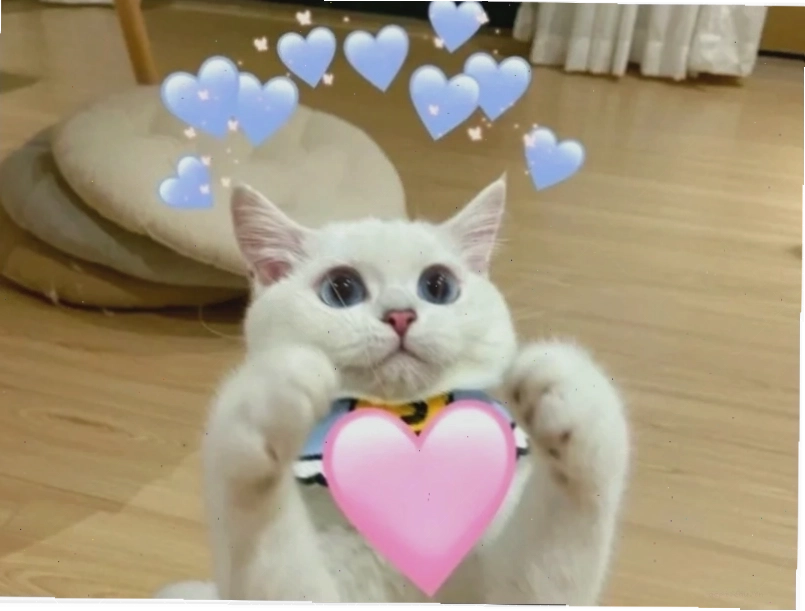 meme tình yêu cuối