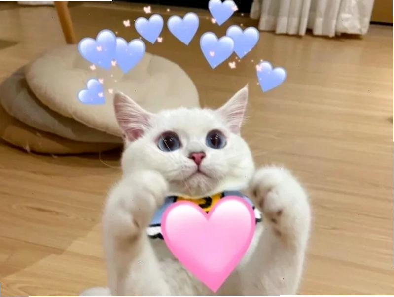 meme tình yêu cuối