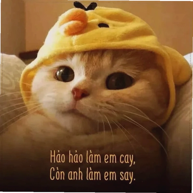 meme tình yêu Đà Lạt