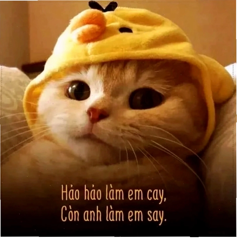 meme tình yêu Đà Lạt