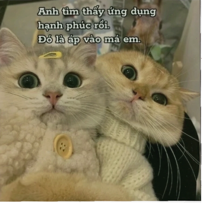 meme tình yêu hoa