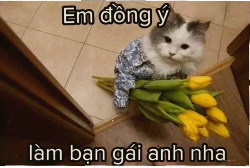 meme tình yêu quà tặng