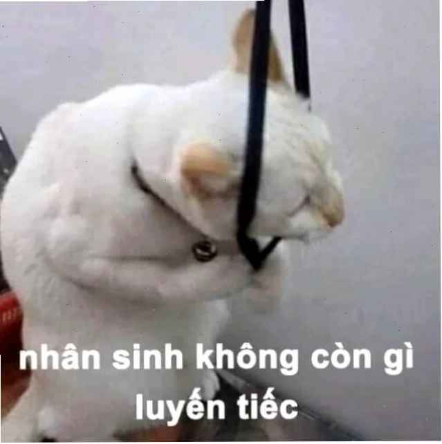 meme treo cổ chó cưng