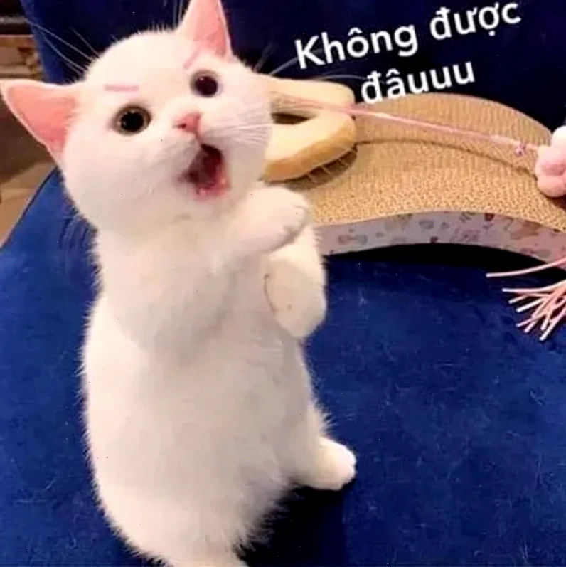 meme từ chối