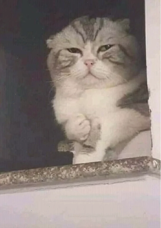 meme tự tử