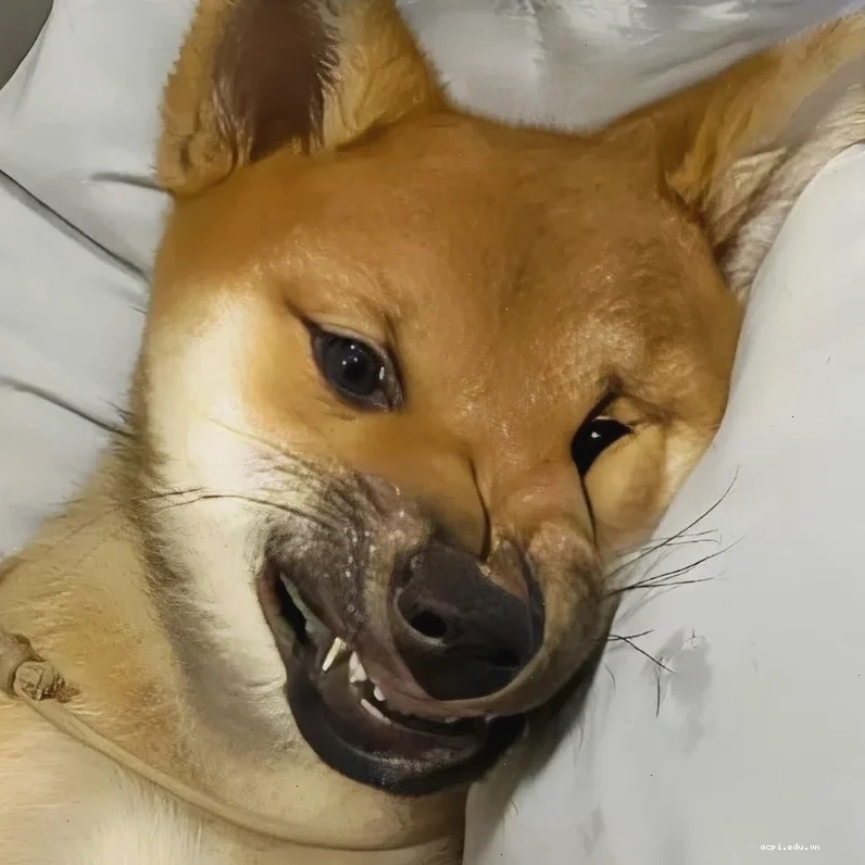 meme tự tử