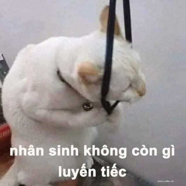 meme tự tử