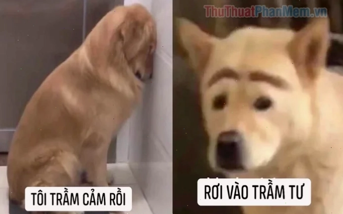 meme tự tử