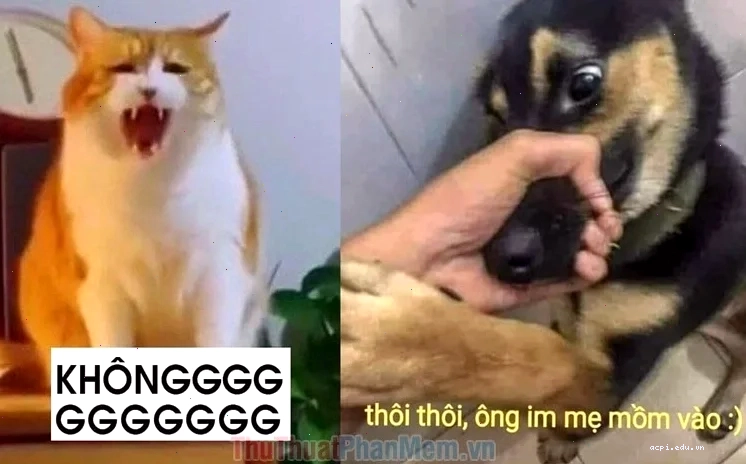 meme tự tử