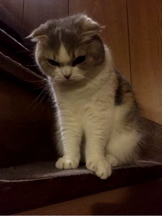meme tức giận mèo nhe răng