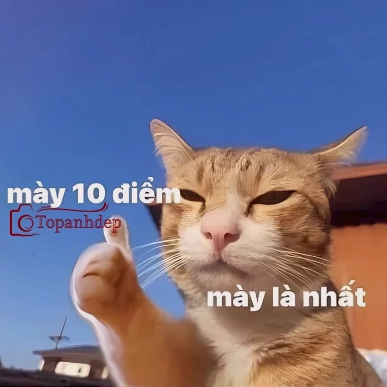 meme tuyệt vời